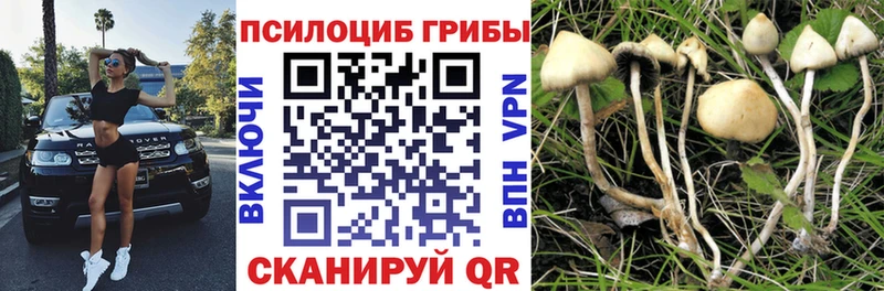 Купить закладки  Закаменск  Галлюциногенные грибы Magic Shrooms 